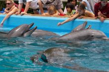 Bottle nosed dolphins at Sea World, San Antonio.

Filename: SRM_20060423_120230_9.jpg
Aperture: f/8.0
Shutter Speed: 1/320
Body: Canon EOS 20D
Lens: Canon EF 80-200mm f/2.8 L