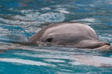 Bottle nosed dolphins at Sea World, San Antonio.

Filename: SRM_20060423_115820_4.jpg
Aperture: f/6.3
Shutter Speed: 1/320
Body: Canon EOS 20D
Lens: Canon EF 80-200mm f/2.8 L