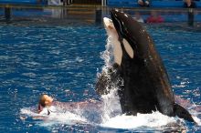 Shamu and Namu in the Believe show at Sea World, San Antonio.

Filename: SRM_20060423_123610_5.jpg
Aperture: f/5.0
Shutter Speed: 1/320
Body: Canon EOS 20D
Lens: Canon EF 80-200mm f/2.8 L