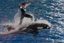 Shamu and Namu in the Believe show at Sea World, San Antonio.

Filename: SRM_20060423_124948_7.jpg
Aperture: f/5.6
Shutter Speed: 1/200
Body: Canon EOS 20D
Lens: Canon EF 80-200mm f/2.8 L