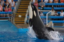 Shamu and Namu in the Believe show at Sea World, San Antonio.

Filename: SRM_20060423_123452_0.jpg
Aperture: f/5.0
Shutter Speed: 1/200
Body: Canon EOS 20D
Lens: Canon EF 80-200mm f/2.8 L