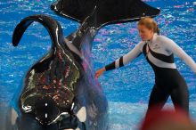 Shamu and Namu in the Believe show at Sea World, San Antonio.

Filename: SRM_20060423_125712_9.jpg
Aperture: f/4.0
Shutter Speed: 1/320
Body: Canon EOS 20D
Lens: Canon EF 80-200mm f/2.8 L