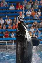 Shamu and Namu in the Believe show at Sea World, San Antonio.

Filename: SRM_20060423_124418_7.jpg
Aperture: f/4.0
Shutter Speed: 1/200
Body: Canon EOS 20D
Lens: Canon EF 80-200mm f/2.8 L