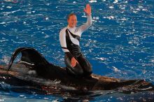 Shamu and Namu in the Believe show at Sea World, San Antonio.

Filename: SRM_20060423_124126_4.jpg
Aperture: f/4.5
Shutter Speed: 1/200
Body: Canon EOS 20D
Lens: Canon EF 80-200mm f/2.8 L