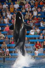 Shamu and Namu in the Believe show at Sea World, San Antonio.

Filename: SRM_20060423_125518_1.jpg
Aperture: f/2.8
Shutter Speed: 1/320
Body: Canon EOS 20D
Lens: Canon EF 80-200mm f/2.8 L