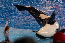 Shamu and Namu in the Believe show at Sea World, San Antonio.

Filename: SRM_20060423_123930_3.jpg
Aperture: f/5.0
Shutter Speed: 1/250
Body: Canon EOS 20D
Lens: Canon EF 80-200mm f/2.8 L