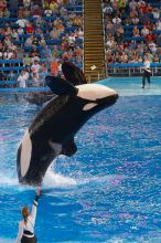 Shamu and Namu in the Believe show at Sea World, San Antonio.

Filename: SRM_20060423_125614_4.jpg
Aperture: f/3.5
Shutter Speed: 1/320
Body: Canon EOS 20D
Lens: Canon EF 80-200mm f/2.8 L