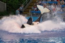 Shamu and Namu in the Believe show at Sea World, San Antonio.

Filename: SRM_20060423_123432_7.jpg
Aperture: f/5.0
Shutter Speed: 1/200
Body: Canon EOS 20D
Lens: Canon EF 80-200mm f/2.8 L