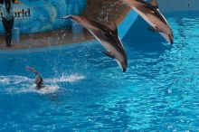 Dolphins in the "Viva" show at Sea World, San Antonio.

Filename: SRM_20060423_140522_3.jpg
Aperture: f/4.5
Shutter Speed: 1/320
Body: Canon EOS 20D
Lens: Canon EF 80-200mm f/2.8 L