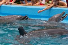 Bottle nosed dolphins at Sea World, San Antonio.

Filename: SRM_20060423_120234_1.jpg
Aperture: f/8.0
Shutter Speed: 1/320
Body: Canon EOS 20D
Lens: Canon EF 80-200mm f/2.8 L