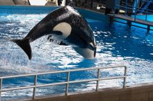 Shamu and Namu in the Believe show at Sea World, San Antonio.

Filename: SRM_20060423_123544_2.jpg
Aperture: f/5.0
Shutter Speed: 1/200
Body: Canon EOS 20D
Lens: Canon EF 80-200mm f/2.8 L