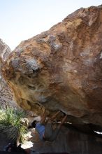 Cayce Wilson rock climbing on No One Gets Out of Here Alive (V2) in Hueco Tanks State Park and Historic Site during the Hueco Tanks Awesome Fest 2010 trip, Sunday, May 23, 2010.

Filename: SRM_20100523_11032621.JPG
Aperture: f/5.6
Shutter Speed: 1/500
Body: Canon EOS-1D Mark II
Lens: Canon EF 16-35mm f/2.8 L