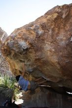 Cayce Wilson rock climbing on No One Gets Out of Here Alive (V2) in Hueco Tanks State Park and Historic Site during the Hueco Tanks Awesome Fest 2010 trip, Sunday, May 23, 2010.

Filename: SRM_20100523_11032927.JPG
Aperture: f/5.6
Shutter Speed: 1/500
Body: Canon EOS-1D Mark II
Lens: Canon EF 16-35mm f/2.8 L