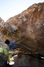 Cayce Wilson rock climbing on No One Gets Out of Here Alive (V2) in Hueco Tanks State Park and Historic Site during the Hueco Tanks Awesome Fest 2010 trip, Sunday, May 23, 2010.

Filename: SRM_20100523_11033832.JPG
Aperture: f/5.6
Shutter Speed: 1/500
Body: Canon EOS-1D Mark II
Lens: Canon EF 16-35mm f/2.8 L