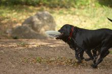 Dogs at play.  Photos from Town Lake Hike & Bike trail in Austin, TX.

Filename: SRM_20060312_095918_5.jpg
Aperture: f/2.8
Shutter Speed: 1/1600
Body: Canon EOS 20D
Lens: Canon EF 80-200mm f/2.8 L