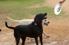 Dogs at play.  Photos from Town Lake Hike & Bike trail in Austin, TX.

Filename: SRM_20060312_101352_6.jpg
Aperture: f/5.6
Shutter Speed: 1/800
Body: Canon EOS 20D
Lens: Canon EF 80-200mm f/2.8 L