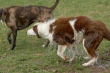 Dogs at play.  Photos from Town Lake Hike & Bike trail in Austin, TX.

Filename: SRM_20060312_102324_1.jpg
Aperture: f/5.6
Shutter Speed: 1/1000
Body: Canon EOS 20D
Lens: Canon EF 80-200mm f/2.8 L