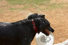 Dogs at play.  Photos from Town Lake Hike & Bike trail in Austin, TX.

Filename: SRM_20060312_101340_2.jpg
Aperture: f/5.6
Shutter Speed: 1/500
Body: Canon EOS 20D
Lens: Canon EF 80-200mm f/2.8 L