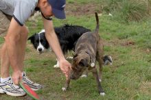 Dogs at play.  Photos from Town Lake Hike & Bike trail in Austin, TX.

Filename: SRM_20060312_102536_5.jpg
Aperture: f/5.6
Shutter Speed: 1/250
Body: Canon EOS 20D
Lens: Canon EF 80-200mm f/2.8 L