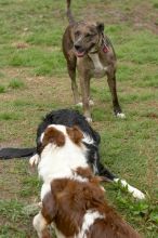 Dogs at play.  Photos from Town Lake Hike & Bike trail in Austin, TX.

Filename: SRM_20060312_102422_8.jpg
Aperture: f/5.6
Shutter Speed: 1/800
Body: Canon EOS 20D
Lens: Canon EF 80-200mm f/2.8 L