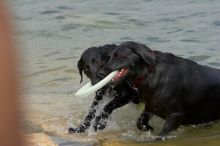 Dogs at play.  Photos from Town Lake Hike & Bike trail in Austin, TX.

Filename: SRM_20060312_101250_3.jpg
Aperture: f/5.6
Shutter Speed: 1/400
Body: Canon EOS 20D
Lens: Canon EF 80-200mm f/2.8 L