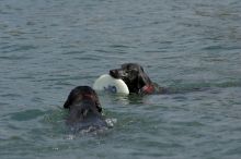 Dogs at play.  Photos from Town Lake Hike & Bike trail in Austin, TX.

Filename: SRM_20060312_101506_2.jpg
Aperture: f/5.6
Shutter Speed: 1/1600
Body: Canon EOS 20D
Lens: Canon EF 80-200mm f/2.8 L