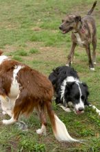 Dogs at play.  Photos from Town Lake Hike & Bike trail in Austin, TX.

Filename: SRM_20060312_102424_9.jpg
Aperture: f/5.6
Shutter Speed: 1/640
Body: Canon EOS 20D
Lens: Canon EF 80-200mm f/2.8 L