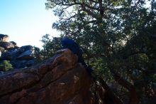 Bouldering in Hueco Tanks on 12/31/2018 with Blue Lizard Climbing and Yoga

Filename: SRM_20181231_1753590.jpg
Aperture: f/9.0
Shutter Speed: 1/160
Body: Canon EOS-1D Mark II
Lens: Canon EF 16-35mm f/2.8 L