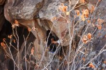 Bouldering in Hueco Tanks on 01/21/2019 with Blue Lizard Climbing and Yoga

Filename: SRM_20190121_1236180.jpg
Aperture: f/6.3
Shutter Speed: 1/250
Body: Canon EOS-1D Mark II
Lens: Canon EF 16-35mm f/2.8 L