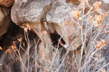 Bouldering in Hueco Tanks on 01/21/2019 with Blue Lizard Climbing and Yoga

Filename: SRM_20190121_1236220.jpg
Aperture: f/5.0
Shutter Speed: 1/250
Body: Canon EOS-1D Mark II
Lens: Canon EF 16-35mm f/2.8 L