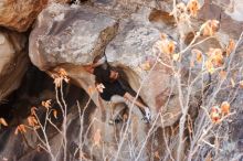 Bouldering in Hueco Tanks on 01/21/2019 with Blue Lizard Climbing and Yoga

Filename: SRM_20190121_1236350.jpg
Aperture: f/5.6
Shutter Speed: 1/250
Body: Canon EOS-1D Mark II
Lens: Canon EF 16-35mm f/2.8 L