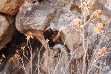 Bouldering in Hueco Tanks on 01/21/2019 with Blue Lizard Climbing and Yoga

Filename: SRM_20190121_1236361.jpg
Aperture: f/5.6
Shutter Speed: 1/250
Body: Canon EOS-1D Mark II
Lens: Canon EF 16-35mm f/2.8 L