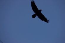Camping and hiking in Big Bend National Park, west Texas, New Years 2007.
Filename: SRM_20070104_0754007.jpg
Aperture: f/4.5
Shutter Speed: 1/320
Body: Canon EOS-1D Mark II
Lens: Canon EF 80-200mm f/2.8 L