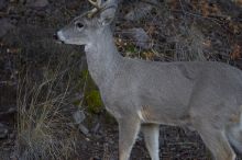 Camping and hiking in Big Bend National Park, west Texas, New Years 2007.
Filename: SRM_20070104_0903587.jpg
Aperture: f/2.8
Shutter Speed: 1/200
Body: Canon EOS-1D Mark II
Lens: Canon EF 80-200mm f/2.8 L