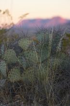 Camping and hiking in Big Bend National Park, west Texas, New Years 2007.
Filename: SRM_20070104_1809107.jpg
Aperture: f/2.8
Shutter Speed: 1/250
Body: Canon EOS-1D Mark II
Lens: Canon EF 80-200mm f/2.8 L