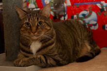 Christmas with the family, 2006.
Filename: SRM_20061224_0050008.jpg
Aperture: f/5.0
Shutter Speed: 1/200
Body: Canon EOS 20D
Lens: Canon EF 50mm f/1.8 II