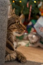 Christmas with the family, 2006.
Filename: SRM_20061224_0103464.jpg
Aperture: f/5.0
Shutter Speed: 1/200
Body: Canon EOS 20D
Lens: Canon EF 50mm f/1.8 II