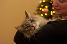 Christmas with the family, 2006.
Filename: SRM_20061224_2123260.jpg
Aperture: f/2.8
Shutter Speed: 1/100
Body: Canon EOS-1D Mark II
Lens: Canon EF 50mm f/1.8 II