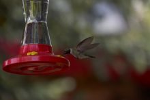 Hummingbirds at the hummingbird feeder at Foot of the Mountain Motel.

Filename: SRM_20070729_1445384.jpg
Aperture: f/4.0
Shutter Speed: 1/2000
Body: Canon EOS-1D Mark II
Lens: Canon EF 80-200mm f/2.8 L