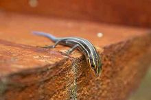 1020409145

Filename: SRM_20050813_173348_9.jpg
Aperture: f/7.1
Shutter Speed: 1/60
Body: Canon EOS 20D
Lens: Canon EF-S 18-55mm f/3.5-5.6