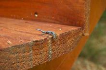 1020409145
Filename: SRM_20050813_173314_0.jpg
Aperture: f/7.1
Shutter Speed: 1/60
Body: Canon EOS 20D
Lens: Canon EF-S 18-55mm f/3.5-5.6