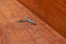 1020409145
Filename: SRM_20050813_173406_1.jpg
Aperture: f/8.0
Shutter Speed: 1/60
Body: Canon EOS 20D
Lens: Canon EF-S 18-55mm f/3.5-5.6