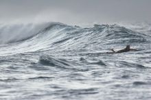 Trip to Maui, Hawai'i, 2007.
Filename: SRM_20071222_1801433.jpg
Aperture: f/5.6
Shutter Speed: 1/320
Body: Canon EOS 20D
Lens: Canon EF 300mm f/2.8 L IS