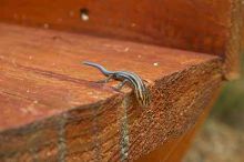 1020409145
Filename: SRM_20050813_173318_2.jpg
Aperture: f/8.0
Shutter Speed: 1/60
Body: Canon EOS 20D
Lens: Canon EF-S 18-55mm f/3.5-5.6