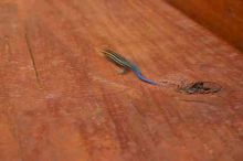 1020409145
Filename: SRM_20050813_173412_4.jpg
Aperture: f/10.0
Shutter Speed: 1/60
Body: Canon EOS 20D
Lens: Canon EF-S 18-55mm f/3.5-5.6