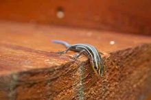 1020409145
Filename: SRM_20050813_173336_6.jpg
Aperture: f/7.1
Shutter Speed: 1/60
Body: Canon EOS 20D
Lens: Canon EF-S 18-55mm f/3.5-5.6