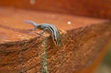 1020409145
Filename: SRM_20050813_173324_5.jpg
Aperture: f/7.1
Shutter Speed: 1/60
Body: Canon EOS 20D
Lens: Canon EF-S 18-55mm f/3.5-5.6