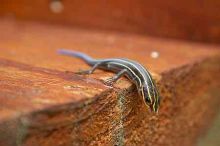 1020409145
Filename: SRM_20050813_173346_8.jpg
Aperture: f/7.1
Shutter Speed: 1/60
Body: Canon EOS 20D
Lens: Canon EF-S 18-55mm f/3.5-5.6