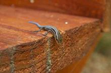 1020409145
Filename: SRM_20050813_173320_3.jpg
Aperture: f/8.0
Shutter Speed: 1/60
Body: Canon EOS 20D
Lens: Canon EF-S 18-55mm f/3.5-5.6