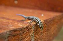 1020409145
Filename: SRM_20050813_173344_7.jpg
Aperture: f/7.1
Shutter Speed: 1/60
Body: Canon EOS 20D
Lens: Canon EF-S 18-55mm f/3.5-5.6